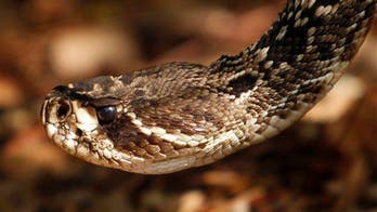 South Carolina kayaker attacked by falling rattlesnake