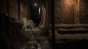 Mammals are going nocturnal to avoid us