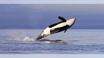 Killer whales are dying off in the Pacific Northwest