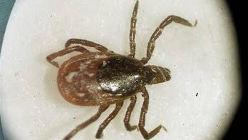 Ticks hate a pesticide that mimics chrysanthemums