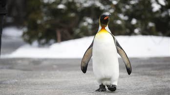 Biggest king penguin colony sees a catastrophic drop
