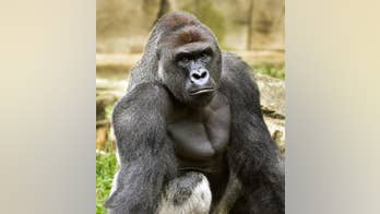 The Latest: Watchdog group blames Cincinnati Zoo