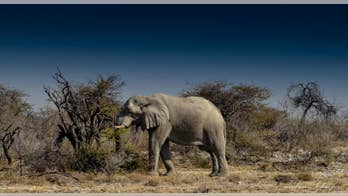 Desert elephants have special knowledge, not unique DNA, study finds