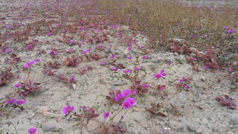 An iconic Chilean desert is bursting with color