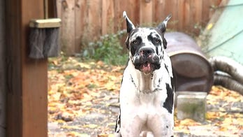 Barking dogs scare off Oregon home invasion suspect; incident caught on video