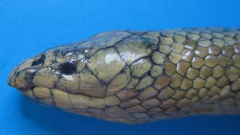Rare poisonous sea snake found off coast of Iran