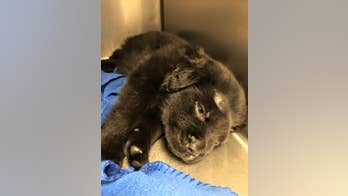 SC teens arrested in torture, shooting of 6-month-old puppy