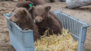 Orphaned bear cubs settle in at animal sanctuary in new photos