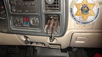 Dismembered alligator found in Florida driver's truck