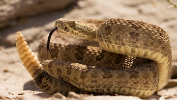 Odd new tool in study of wildfires: rattlesnakes