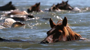 Virginia designates Chincoteague Island pony as official state horse