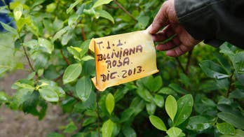 Coca's comeback forces Colombia to rethink drug war