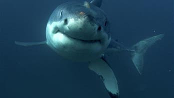 16-foot great white shark comes within 'arm's length' of underwater photographer
