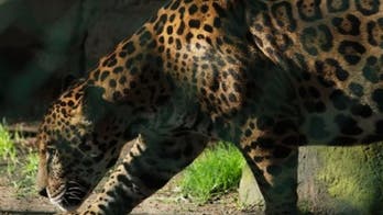 Jaguar at New Orleans zoo bit through steel fence before killing 9 animals, will not be euthanized