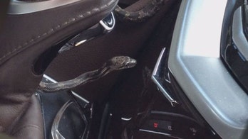 Snake in car vent reportedly spooks Virginia woman