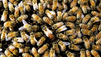 Bee attack outside Arizona home kills landscaper, injures 2 others