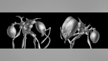 'Game of Thrones' ant has dragon-like spikes
