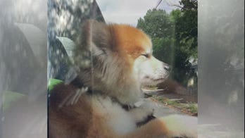 Police search for boy's missing service dog