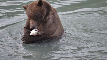 Want to monitor bears? Try checking their saliva