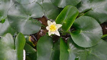 Royal Botanical Gardens: Mixed report on the world's plants