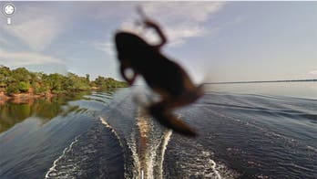 Say cheese! 19 best animal photobombs on Google Maps
