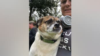 Missing dogs stranded near Hawaii lava flow are rescued after 10 harrowing days