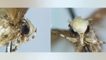 New species of moth named for Trump, thanks to 'yellowish' mop