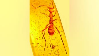 Scientists discover 'alien' insect in amber from 100 million years ago