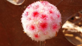 Dr. Seuss-like flower appears in Texas