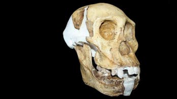 With mix of human and apelike traits, ancient creature is puzzle for evolutionary family tree