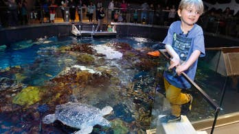 Massachusetts boy skips birthday gifts, gives to sea turtles