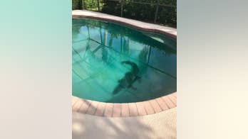 Alligator in Florida takes a dip in pool on Memorial Day