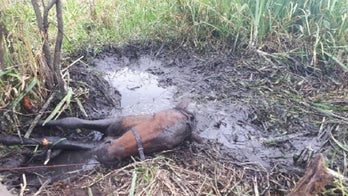 Mare stuck in mud is rescued by volunteers in Ireland