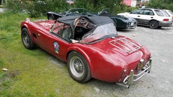Grizzly attacks cobra in Alaska. Shelby Cobra, that is