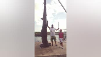 1,000-pound hammerhead shark shatters record in Texas fishing tournament