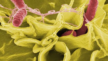 Egg Recall: What Is Salmonella?