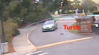 Florida cops seek driver they say purposely ran over beloved tortoise at elementary school