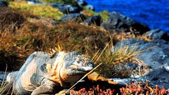 Eco-Friendly Travel in Latin America