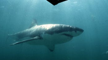 Video catches great white shark sleep-swimming