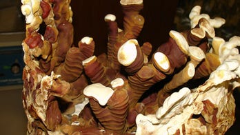 The healing power of mushrooms