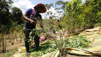 US: Colombia coca production surges to record levels