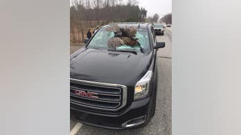 Turkey crashes through SUV's windshield on Indiana highway