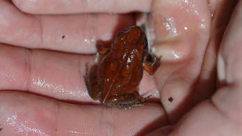 The cave squeaker returns: Rare frog seen after decades