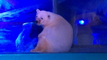 Languishing in a Chinese mall, meet the 'world's saddest' polar bear