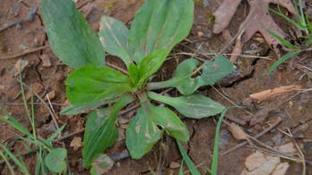 Can you eat that weed? Best plant-spotting tips for urban foragers