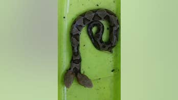 Virginia wildlife officials share 'extremely rare' photos of two-headed copperhead snake