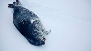 Seals may have 'natural GPS'