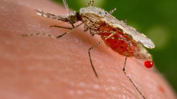 Scientists create mosquito strain with malaria-blocking genes