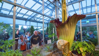 Denver's 'corpse flower' really does smell like rotting meat