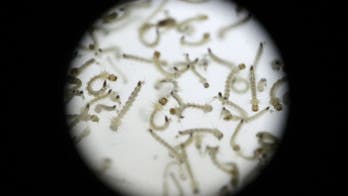 Health officials want more Zika samples, data from Brazil